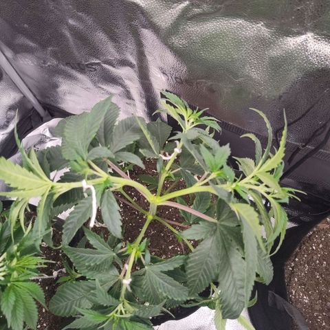 Runtz  growlog timeline photo