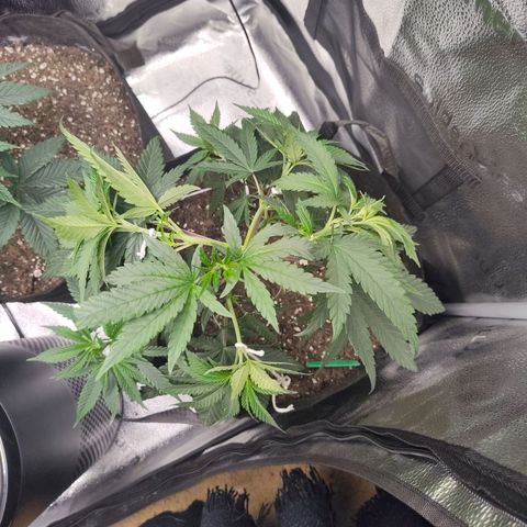 Cheetah Piss growlog photo: Top of meristem proceeding to grow even after topping, leaving it be for now 