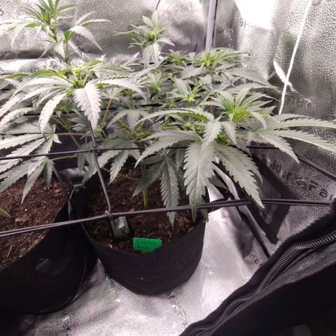 Cheetah Piss growlog timeline photo