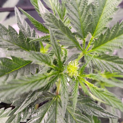 Cheetah Piss growlog photo: Pests are eating away at this plant and only this plant