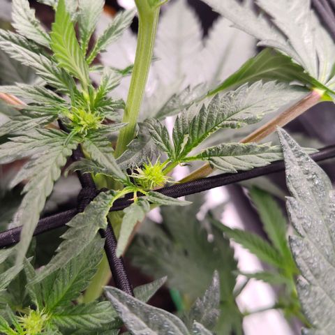 Cheetah Piss growlog photo: Pests are eating away at this plant and only this plant
