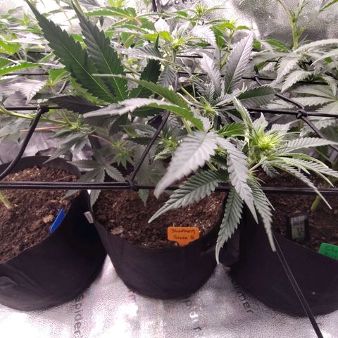 StrawGuava B growlog timeline photo