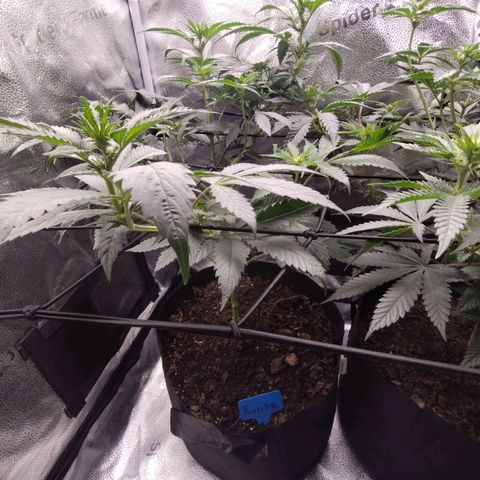 Runtz  growlog timeline photo