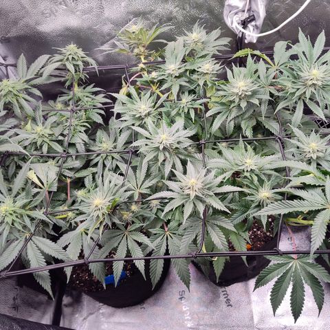 StrawGuava B growlog timeline photo