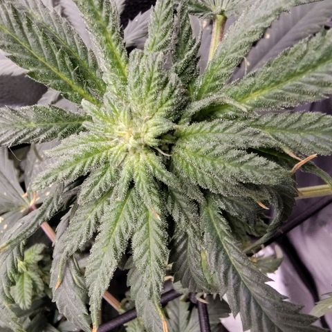 Cheetah Piss growlog photo: Burned and damaged from pests and repellent but still growing nice flowers