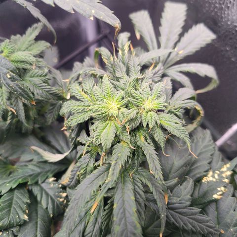 Cheetah Piss growlog photo: Burned and damaged from pests and repellent but still growing nice flowers