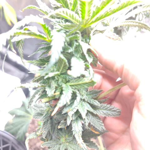 Cheetah Piss growlog timeline photo