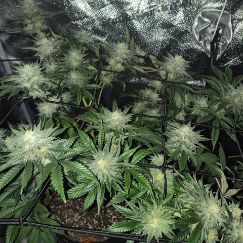 StrawGuava B growlog timeline photo