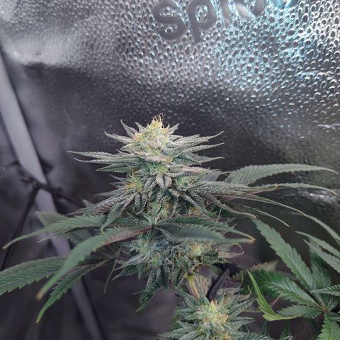 StrawGuava B growlog timeline photo