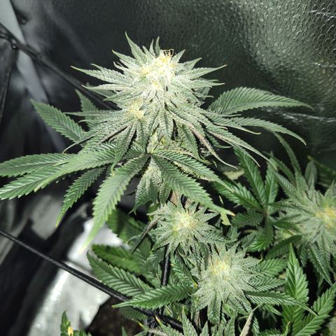 StrawGuava B growlog timeline photo