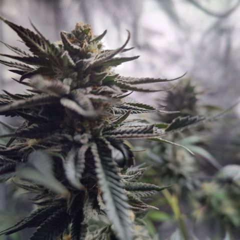 StrawGuava B growlog photo: Smells like candy and gas, I'm guessing about anywhere from 2-3 weeks before she's ready