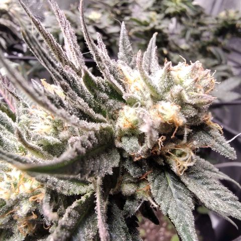 StrawGuava B growlog photo: Smells like candy and gas, I'm guessing about anywhere from 2-3 weeks before she's ready