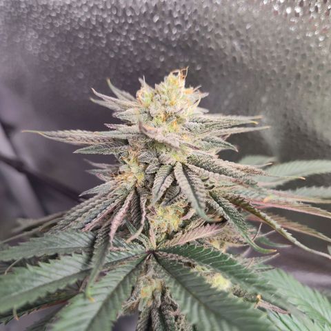 StrawGuava B growlog photo: Smells like candy and gas, I'm guessing about anywhere from 2-3 weeks before she's ready
