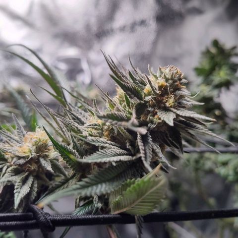 StrawGuava B growlog photo: Smells like candy and gas, I'm guessing about anywhere from 2-3 weeks before she's ready