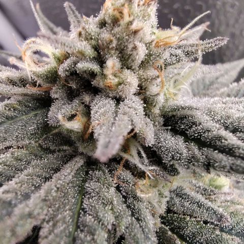 StrawGuava B growlog photo: Smells like candy and gas, I'm guessing about anywhere from 2-3 weeks before she's ready