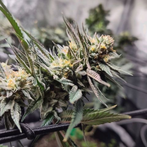 StrawGuava B growlog photo: Smells like candy and gas, I'm guessing about anywhere from 2-3 weeks before she's ready