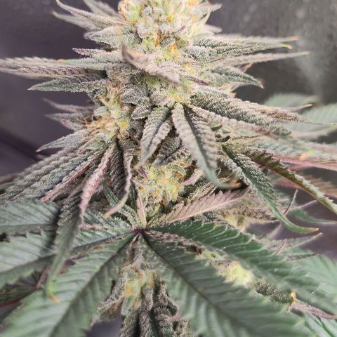 StrawGuava B growlog photo: Smells like candy and gas, I'm guessing about anywhere from 2-3 weeks before she's ready