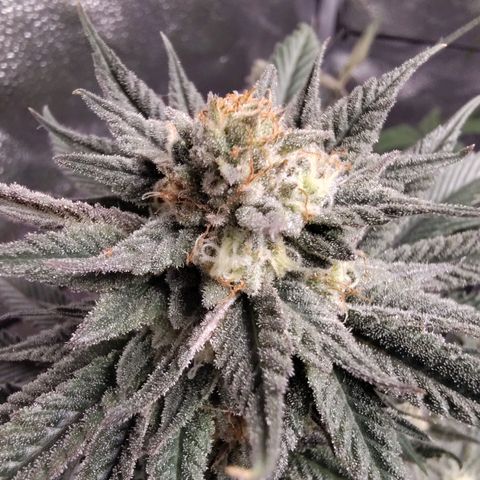 StrawGuava B growlog photo: Smells like candy and gas, I'm guessing about anywhere from 2-3 weeks before she's ready