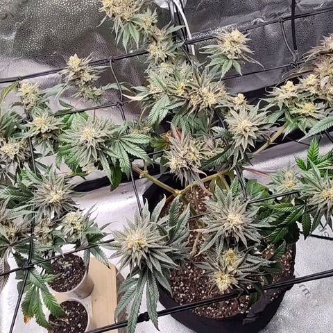 StrawGuava B growlog timeline photo