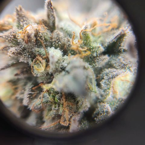 StrawGuava B growlog timeline photo