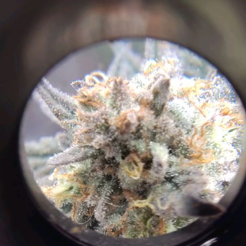 StrawGuava B growlog timeline photo