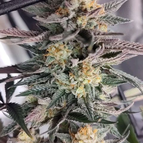 StrawGuava B growlog timeline photo