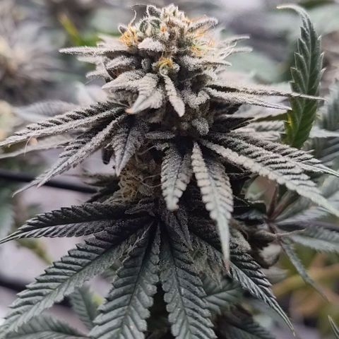 StrawGuava B growlog timeline photo