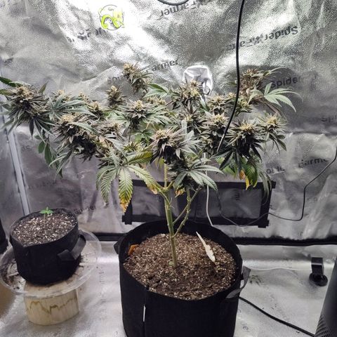 StrawGuava B growlog timeline photo