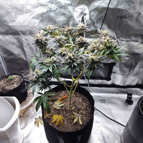StrawGuava B growlog timeline photo
