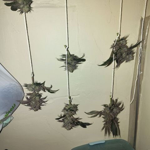 StrawGuava B growlog photo: Partial harvest