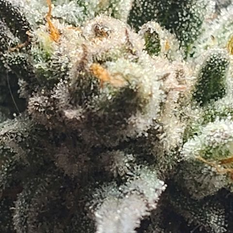 StrawGuava B growlog photo: Partial harvest
