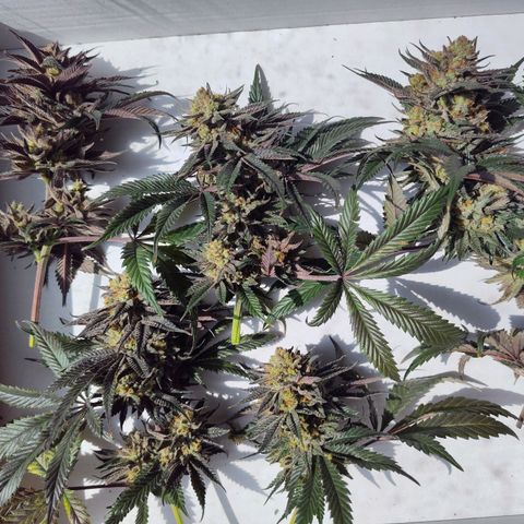 StrawGuava B growlog photo: Partial harvest