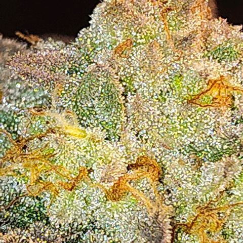 StrawGuava B growlog photo: Partial harvest