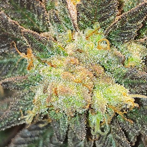 StrawGuava B growlog photo: Partial harvest
