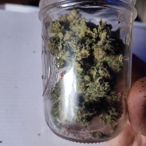 Cheetah Piss growlog timeline photo