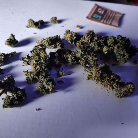 Cheetah Piss growlog timeline photo