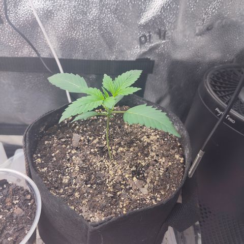 Bling A  growlog timeline photo