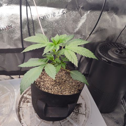 Bling A  growlog timeline photo