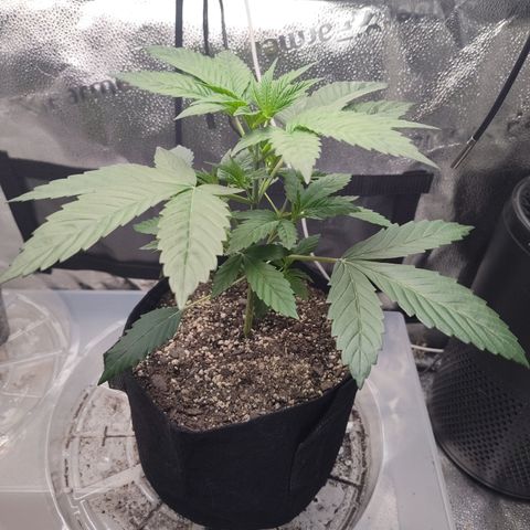 Bling A  growlog timeline photo