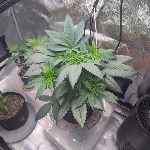 Bling A  growlog timeline photo