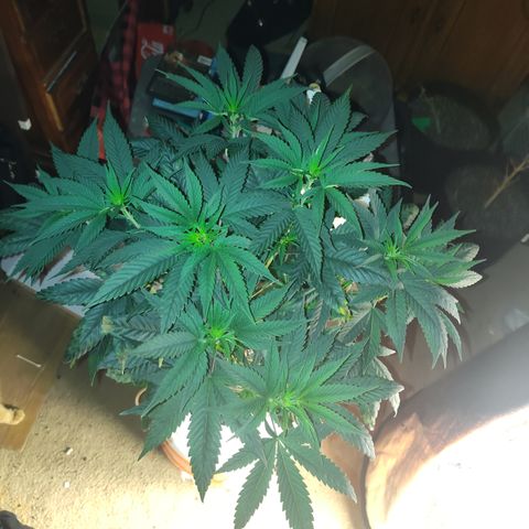Bling A  growlog timeline photo