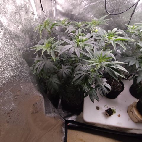 Bling A  growlog timeline photo
