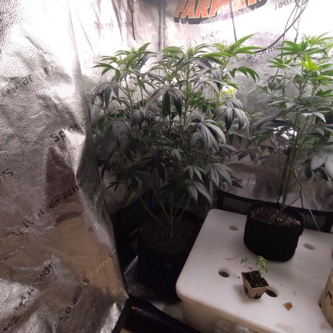 Bling A  growlog timeline photo
