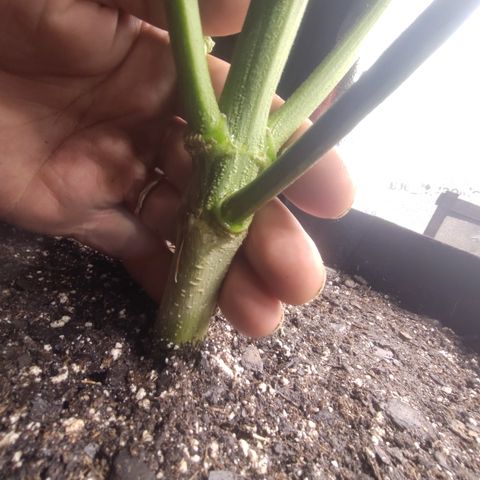 Bling A  growlog timeline photo