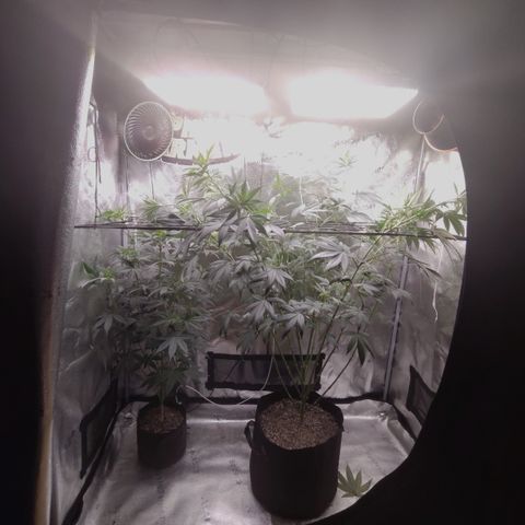 Bling A  growlog timeline photo