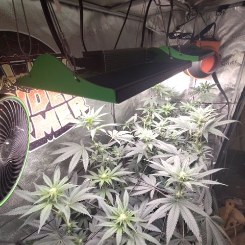 Bling A  growlog timeline photo