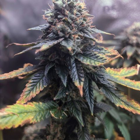Bling A  growlog timeline photo