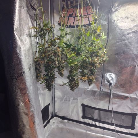 Bling A  growlog timeline photo