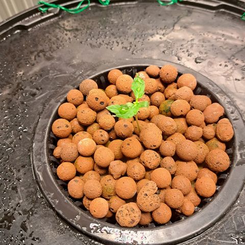 Milky way F1 Auto growlog timeline photo