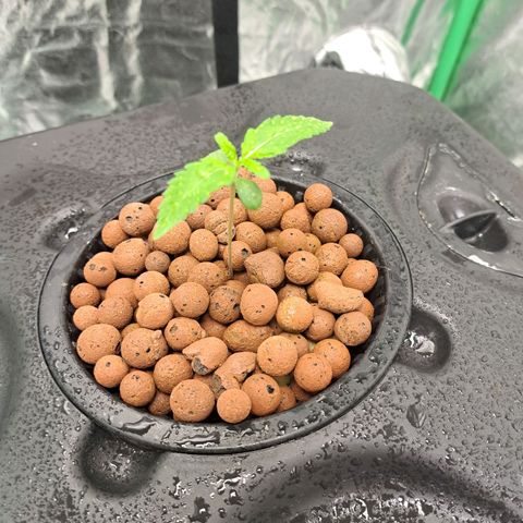Special queen  #1 growlog timeline photo